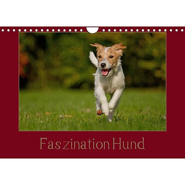 Faszination Hund (Wandkalender 2023 DIN A4 quer), Melanie Bischof, Tierfotografie Bischof
