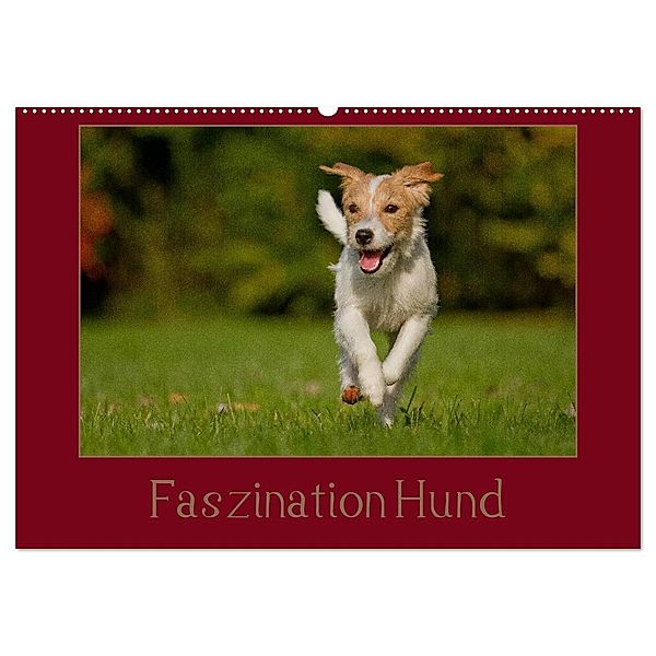 Faszination Hund (Wandkalender 2024 DIN A2 quer), CALVENDO Monatskalender, Tierfotografie Bischof, Melanie Bischof