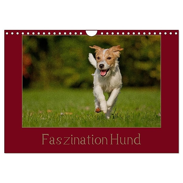 Faszination Hund (Wandkalender 2024 DIN A4 quer), CALVENDO Monatskalender, Tierfotografie Bischof, Melanie Bischof