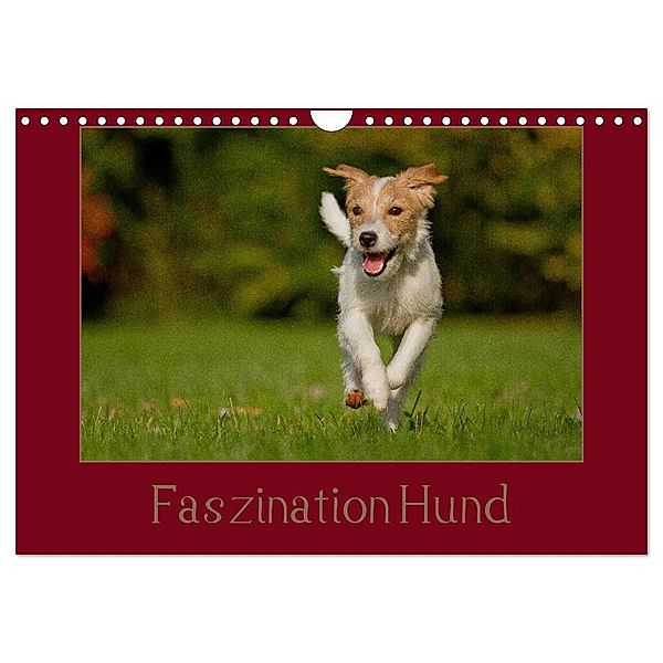 Faszination Hund (Wandkalender 2024 DIN A4 quer), CALVENDO Monatskalender, Tierfotografie Bischof, Melanie Bischof