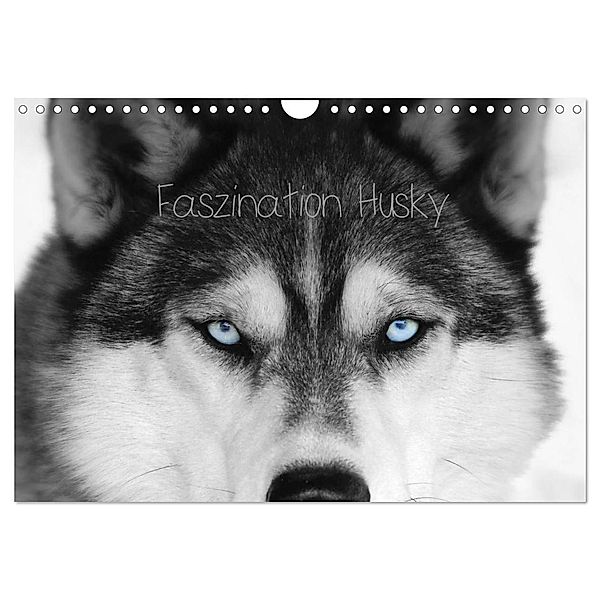 Faszination Husky (Wandkalender 2025 DIN A4 quer), CALVENDO Monatskalender, Calvendo, of Snow Wolf Valley