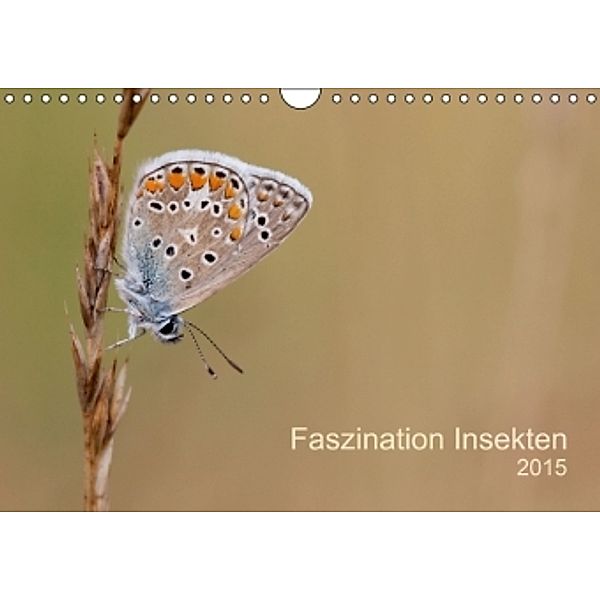 Faszination Insekten (Wandkalender 2015 DIN A4 quer), Jan Ole Weidert