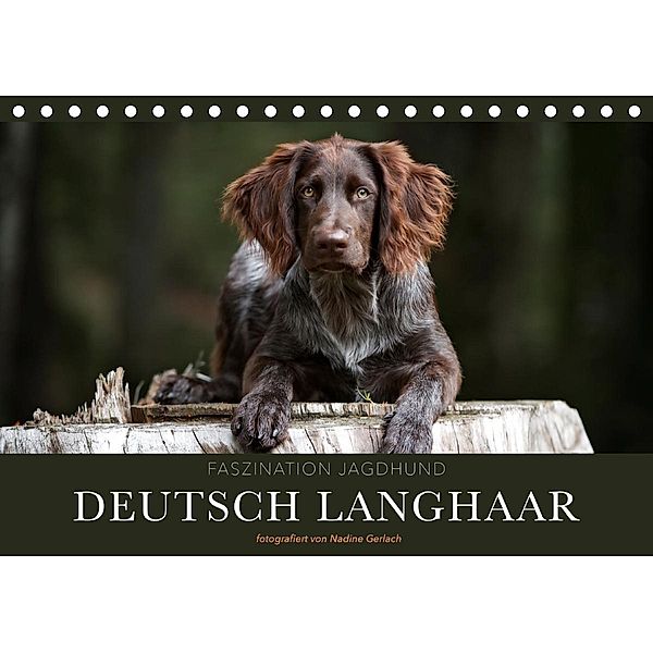 Faszination Jagdhund - Deutsch Langhaar (Tischkalender 2020 DIN A5 quer), Nadine Gerlach