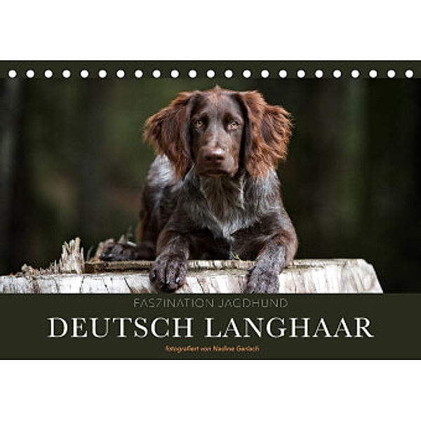 Faszination Jagdhund - Deutsch Langhaar (Tischkalender 2022 DIN A5 quer), Nadine Gerlach