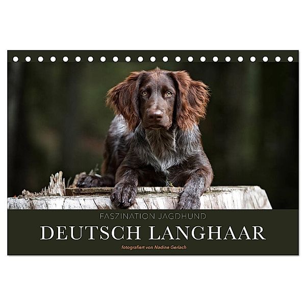 Faszination Jagdhund - Deutsch Langhaar (Tischkalender 2024 DIN A5 quer), CALVENDO Monatskalender, Nadine Gerlach