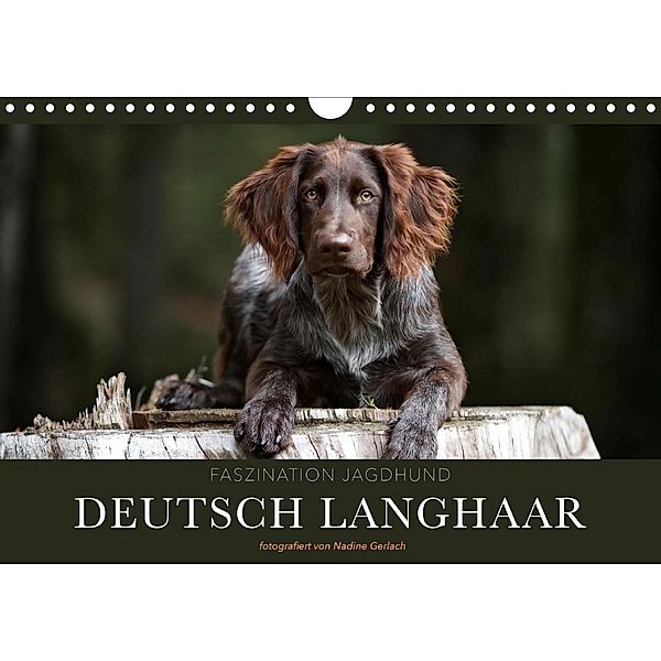 Faszination Jagdhund - Deutsch Langhaar (Wandkalender 2020 DIN A4 quer), Nadine Gerlach