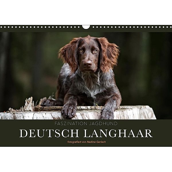 Faszination Jagdhund - Deutsch Langhaar (Wandkalender 2020 DIN A3 quer), Nadine Gerlach