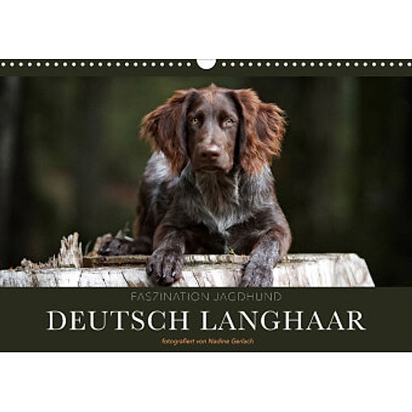 Faszination Jagdhund - Deutsch Langhaar (Wandkalender 2022 DIN A3 quer), Nadine Gerlach