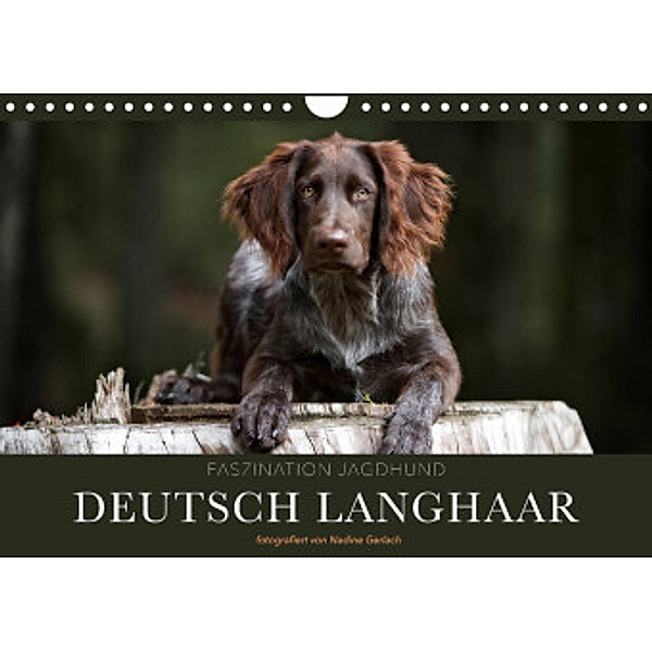 Faszination Jagdhund - Deutsch Langhaar (Wandkalender 2022 DIN A4 quer), Nadine Gerlach