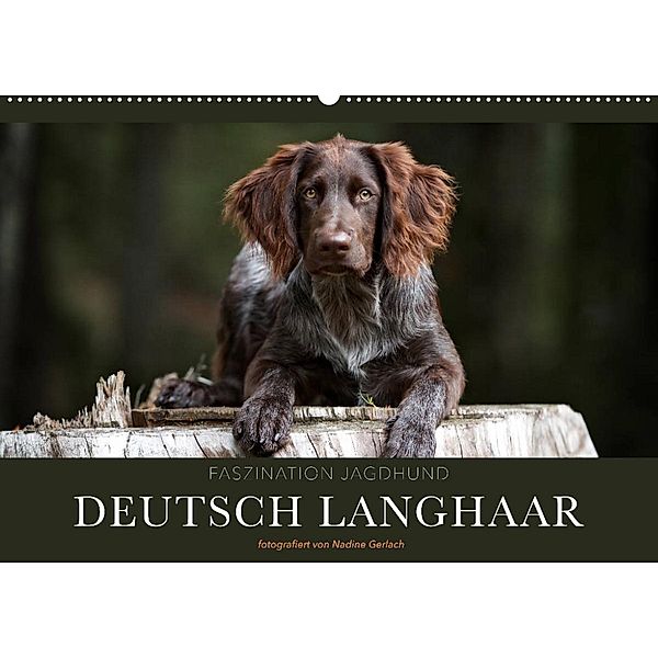 Faszination Jagdhund - Deutsch Langhaar (Wandkalender 2023 DIN A2 quer), Nadine Gerlach