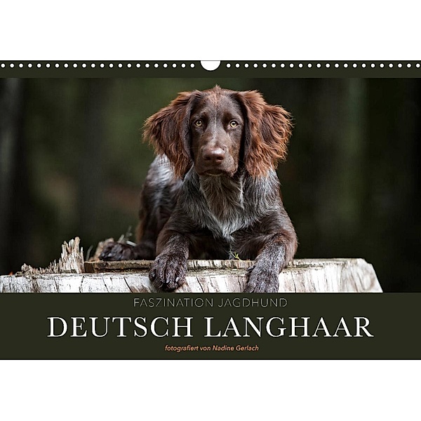 Faszination Jagdhund - Deutsch Langhaar (Wandkalender 2023 DIN A3 quer), Nadine Gerlach