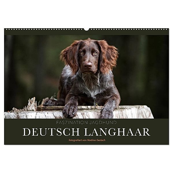 Faszination Jagdhund - Deutsch Langhaar (Wandkalender 2024 DIN A2 quer), CALVENDO Monatskalender, Nadine Gerlach