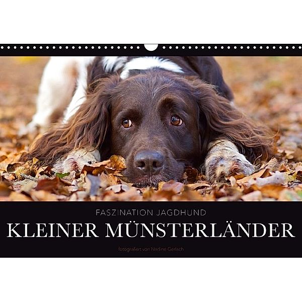 Faszination Jagdhund - Kleiner Münsterländer (Wandkalender 2017 DIN A3 quer), Nadine Gerlach