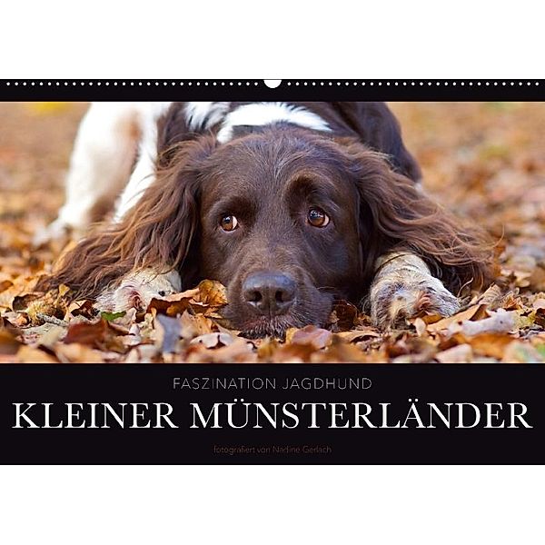 Faszination Jagdhund - Kleiner Münsterländer (Wandkalender 2017 DIN A2 quer), Nadine Gerlach