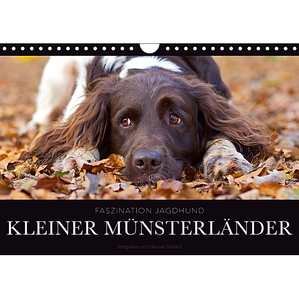 Faszination Jagdhund - Kleiner Münsterländer (Wandkalender 2019 DIN A4 quer), Nadine Gerlach