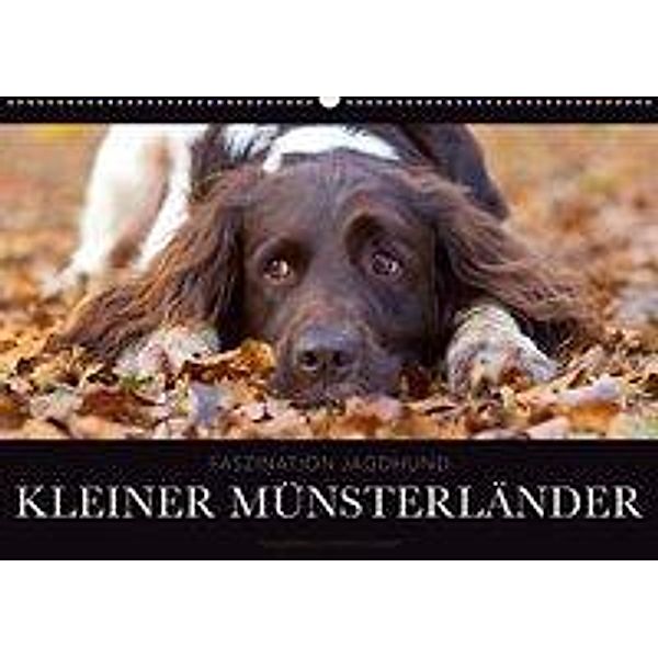 Faszination Jagdhund - Kleiner Münsterländer (Wandkalender 2020 DIN A2 quer), Nadine Gerlach