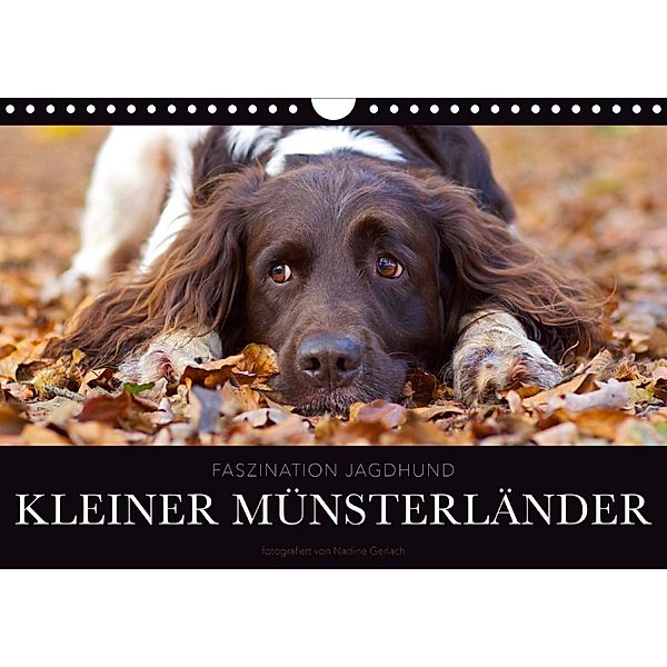 Faszination Jagdhund - Kleiner Münsterländer (Wandkalender 2021 DIN A4 quer), Nadine Gerlach