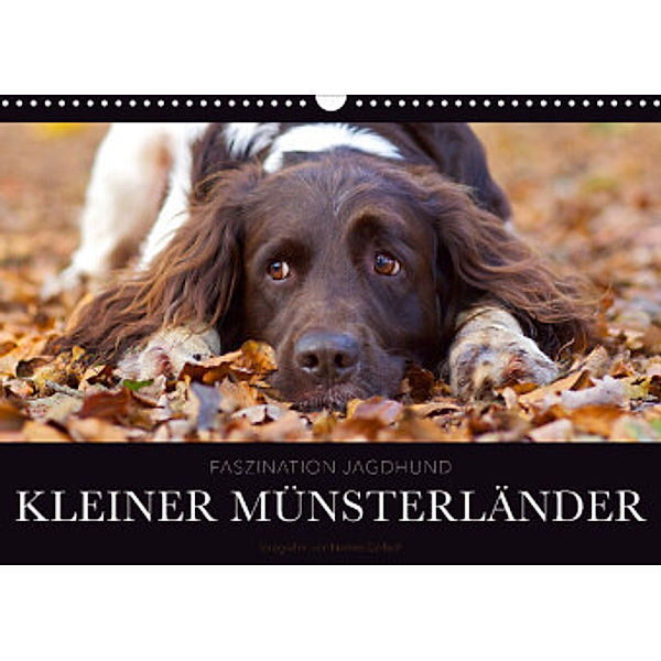 Faszination Jagdhund - Kleiner Münsterländer (Wandkalender 2022 DIN A3 quer), Nadine Gerlach