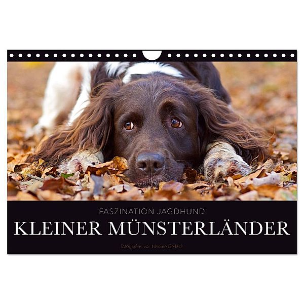 Faszination Jagdhund - Kleiner Münsterländer (Wandkalender 2024 DIN A4 quer), CALVENDO Monatskalender, Nadine Gerlach
