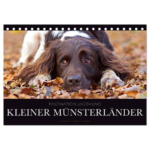 Faszination Jagdhund - Kleiner Münsterländer (Tischkalender 2025 DIN A5 quer), CALVENDO Monatskalender, Calvendo, Nadine Gerlach