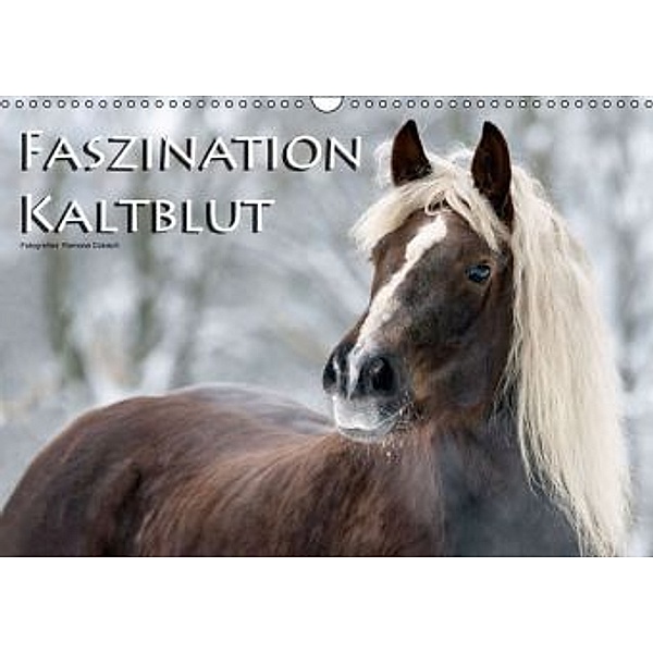 Faszination Kaltblut (Wandkalender 2016 DIN A3 quer), Ramona Dünisch