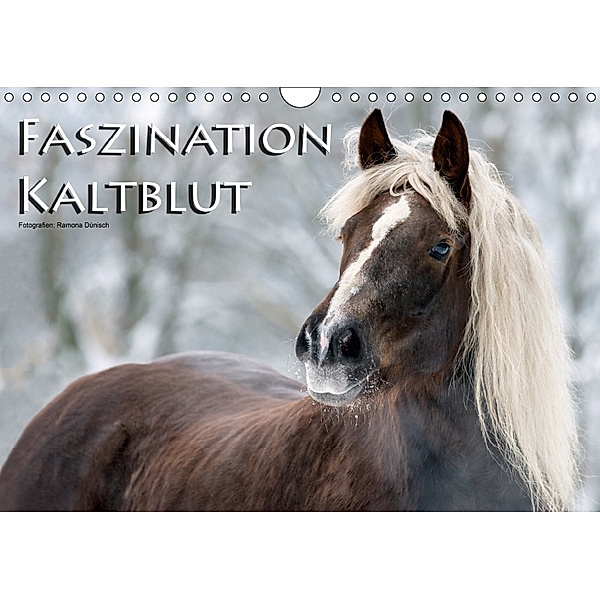 Faszination Kaltblut (Wandkalender 2019 DIN A4 quer), Ramona Dünisch