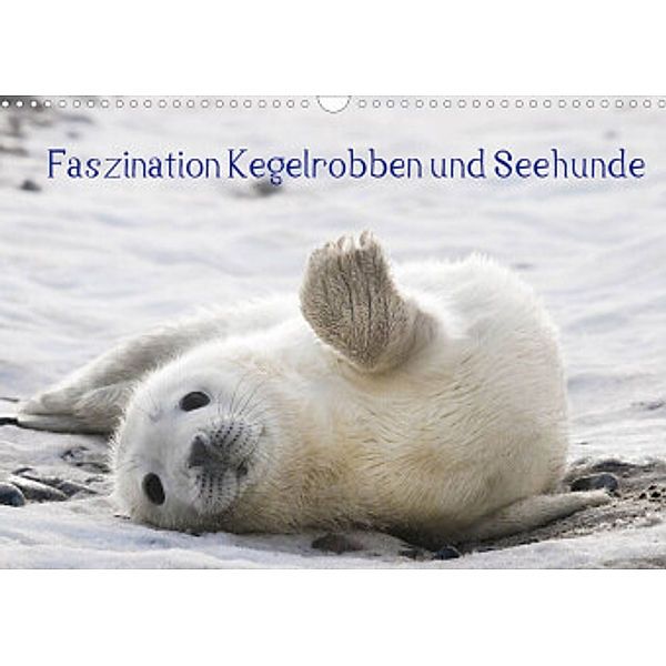 Faszination Kegelrobben und Seehunde 2022 (Wandkalender 2022 DIN A3 quer), Armin Maywald