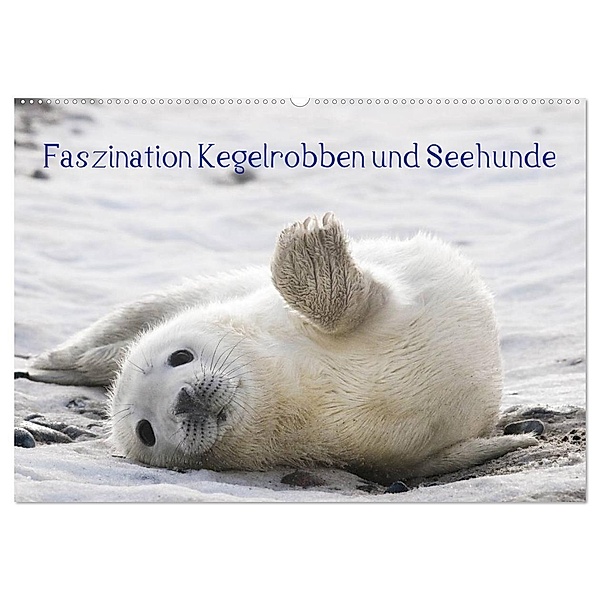 Faszination Kegelrobben und Seehunde 2024 (Wandkalender 2024 DIN A2 quer), CALVENDO Monatskalender, Armin Maywald