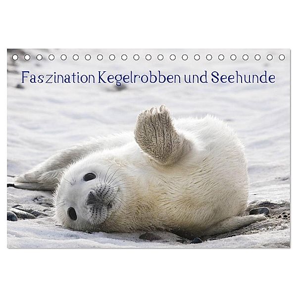 Faszination Kegelrobben und Seehunde 2024 (Tischkalender 2024 DIN A5 quer), CALVENDO Monatskalender, Armin Maywald