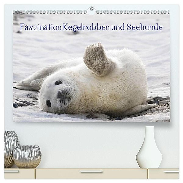 Faszination Kegelrobben und Seehunde 2024 (hochwertiger Premium Wandkalender 2024 DIN A2 quer), Kunstdruck in Hochglanz, Armin Maywald