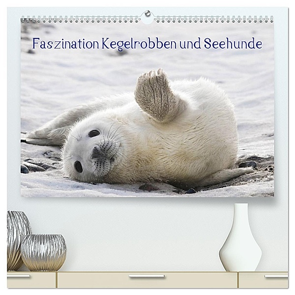 Faszination Kegelrobben und Seehunde 2025 (hochwertiger Premium Wandkalender 2025 DIN A2 quer), Kunstdruck in Hochglanz, Calvendo, Armin Maywald