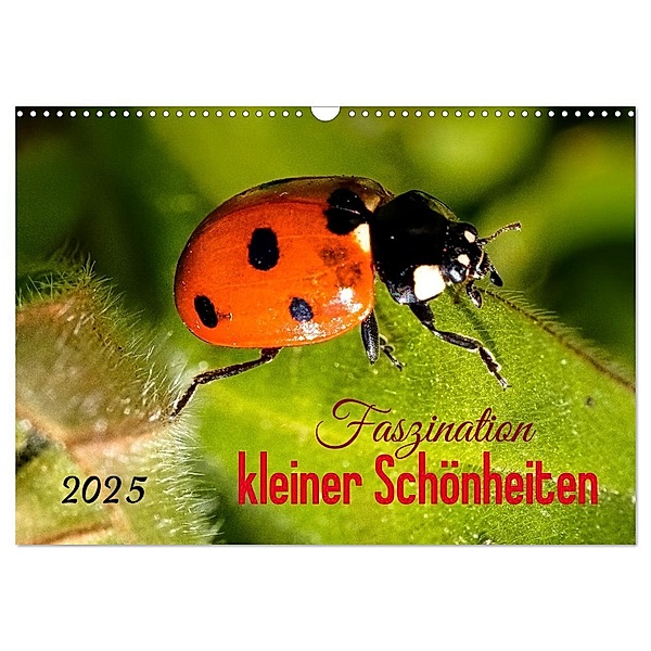 Faszination kleiner Schönheiten (Wandkalender 2025 DIN A3 quer), CALVENDO Monatskalender, Calvendo, Andrea Dreegmeyer