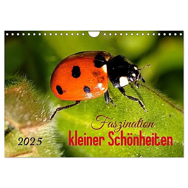 Faszination kleiner Schönheiten (Wandkalender 2025 DIN A4 quer), CALVENDO Monatskalender, Calvendo, Andrea Dreegmeyer