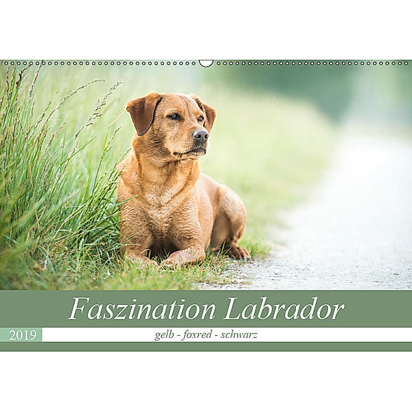 Faszination Labrador - gelb, foxred, schwarz (Wandkalender 2019 DIN A2 quer), Cornelia Strunz