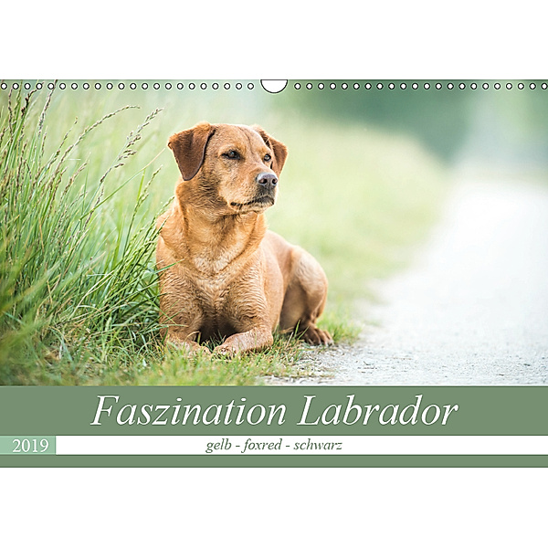 Faszination Labrador - gelb, foxred, schwarz (Wandkalender 2019 DIN A3 quer), Cornelia Strunz