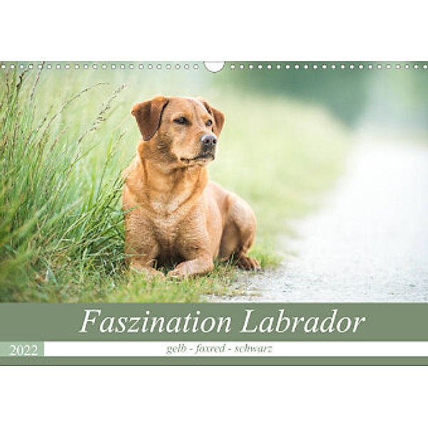 Faszination Labrador - gelb, foxred, schwarz (Wandkalender 2022 DIN A3 quer), Cornelia Strunz
