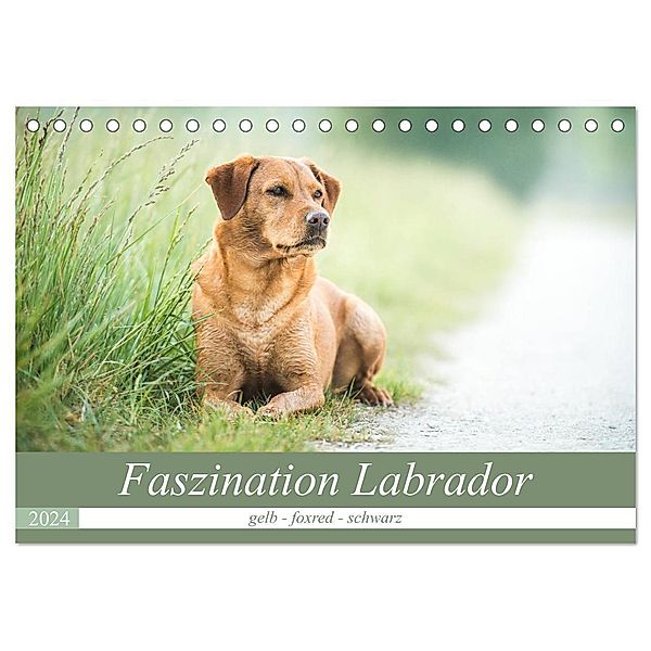 Faszination Labrador - gelb, foxred, schwarz (Tischkalender 2024 DIN A5 quer), CALVENDO Monatskalender, Cornelia Strunz