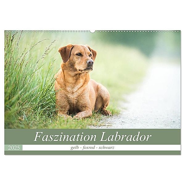 Faszination Labrador - gelb, foxred, schwarz (Wandkalender 2025 DIN A2 quer), CALVENDO Monatskalender, Calvendo, Cornelia Strunz