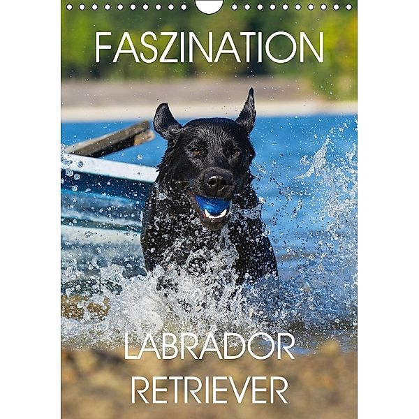 Faszination Labrador Retriever (Wandkalender 2018 DIN A4 hoch), Sigrid Starick