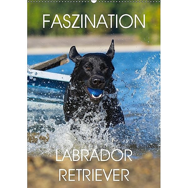 Faszination Labrador Retriever (Wandkalender 2018 DIN A2 hoch), Sigrid Starick