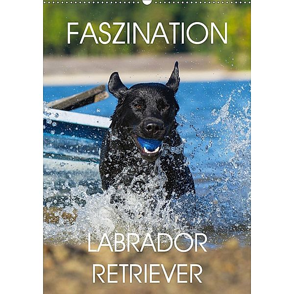 Faszination Labrador Retriever (Wandkalender 2020 DIN A2 hoch), Sigrid Starick
