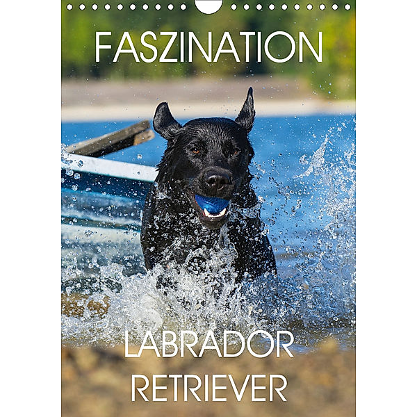 Faszination Labrador Retriever (Wandkalender 2020 DIN A4 hoch), Sigrid Starick