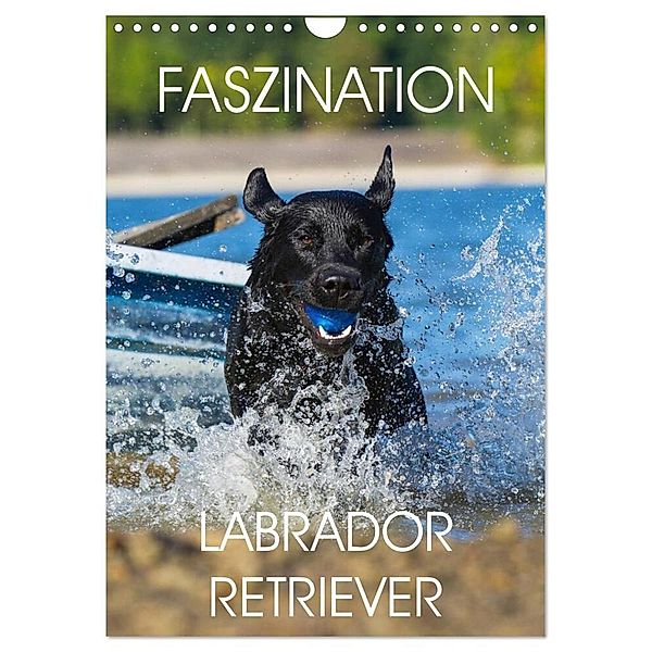 Faszination Labrador Retriever (Wandkalender 2024 DIN A4 hoch), CALVENDO Monatskalender, Sigrid Starick