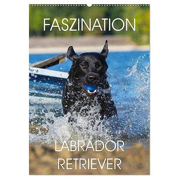 Faszination Labrador Retriever (Wandkalender 2024 DIN A2 hoch), CALVENDO Monatskalender, Sigrid Starick