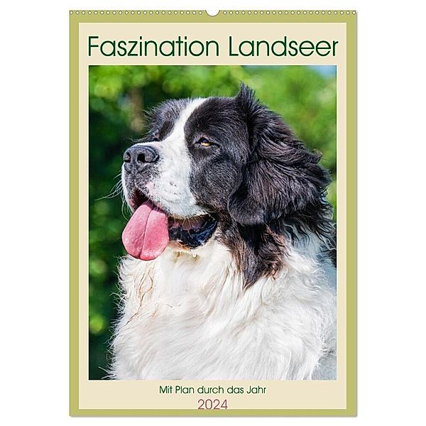Faszination Landseer - Mit Plan durch das Jahr (Wandkalender 2024 DIN A2 hoch), CALVENDO Monatskalender, Calvendo