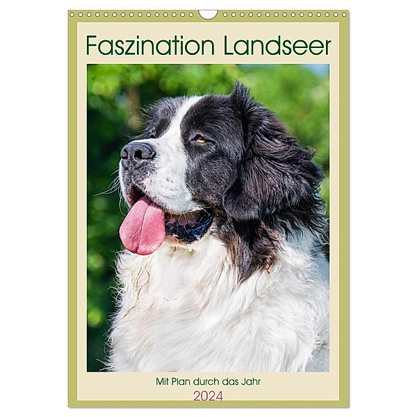 Faszination Landseer - Mit Plan durch das Jahr (Wandkalender 2024 DIN A3 hoch), CALVENDO Monatskalender, Calvendo