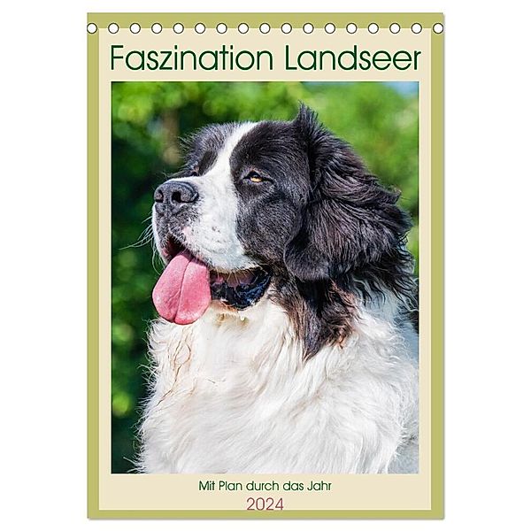 Faszination Landseer - Mit Plan durch das Jahr (Tischkalender 2024 DIN A5 hoch), CALVENDO Monatskalender, Calvendo