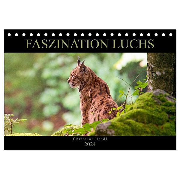 Faszination Luchs (Tischkalender 2024 DIN A5 quer), CALVENDO Monatskalender, www.chphotography.de