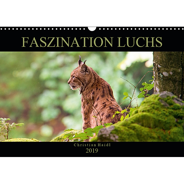 Faszination Luchs (Wandkalender 2019 DIN A3 quer), www.chphotography.de