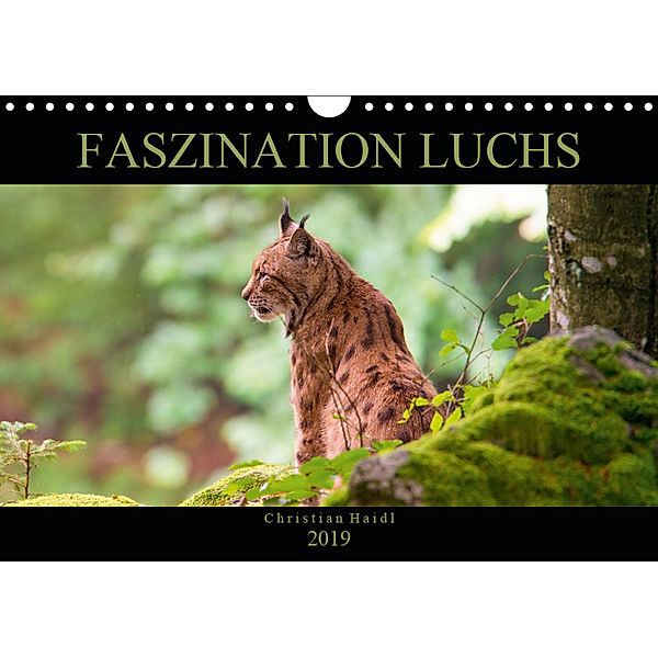 Faszination Luchs (Wandkalender 2019 DIN A4 quer), www.chphotography.de